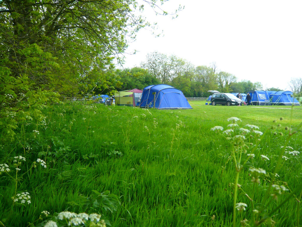 Bluebells in flower beside the tent field at Callow Top Holiday Park